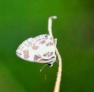 Image of banded blue Pierrot