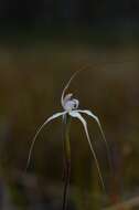 Imagem de Caladenia saggicola D. L. Jones