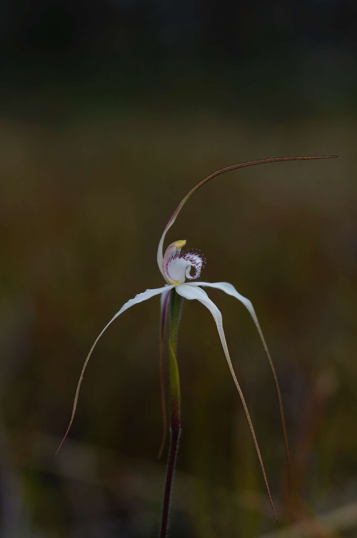 Image de Caladenia saggicola D. L. Jones