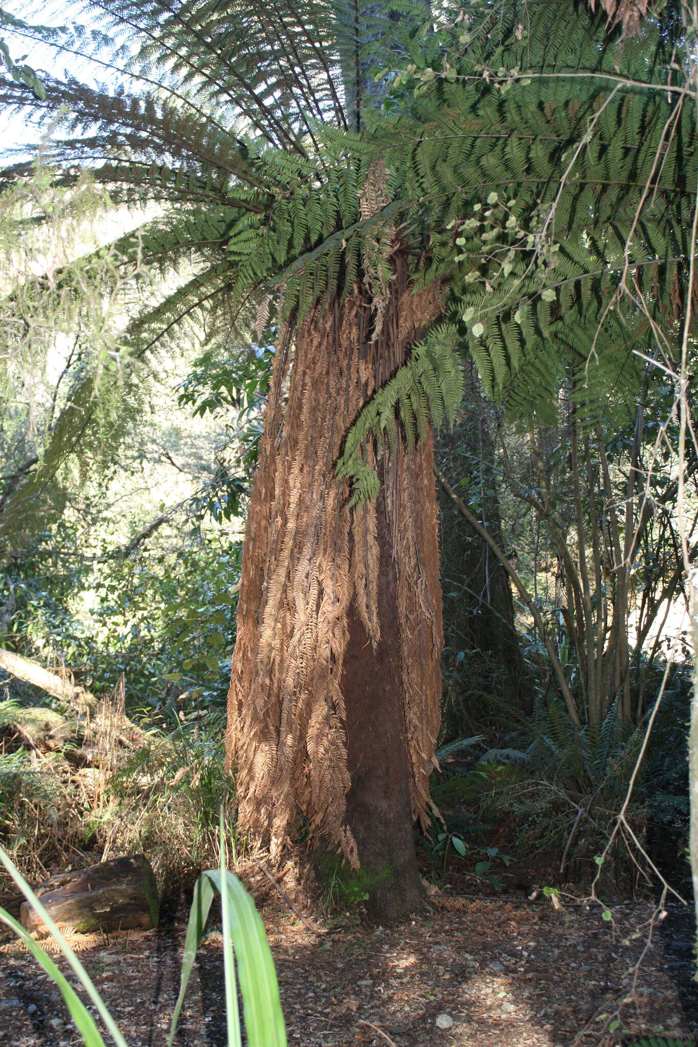 Image of Tree fern