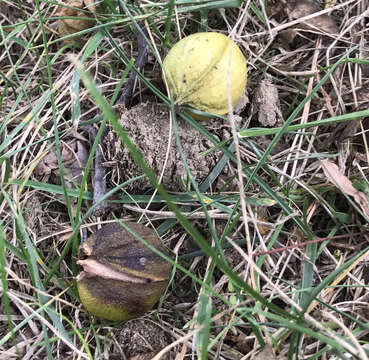 Image of mockernut hickory