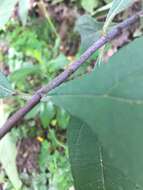 Image of Pale-Leaf Woodland Sunflower