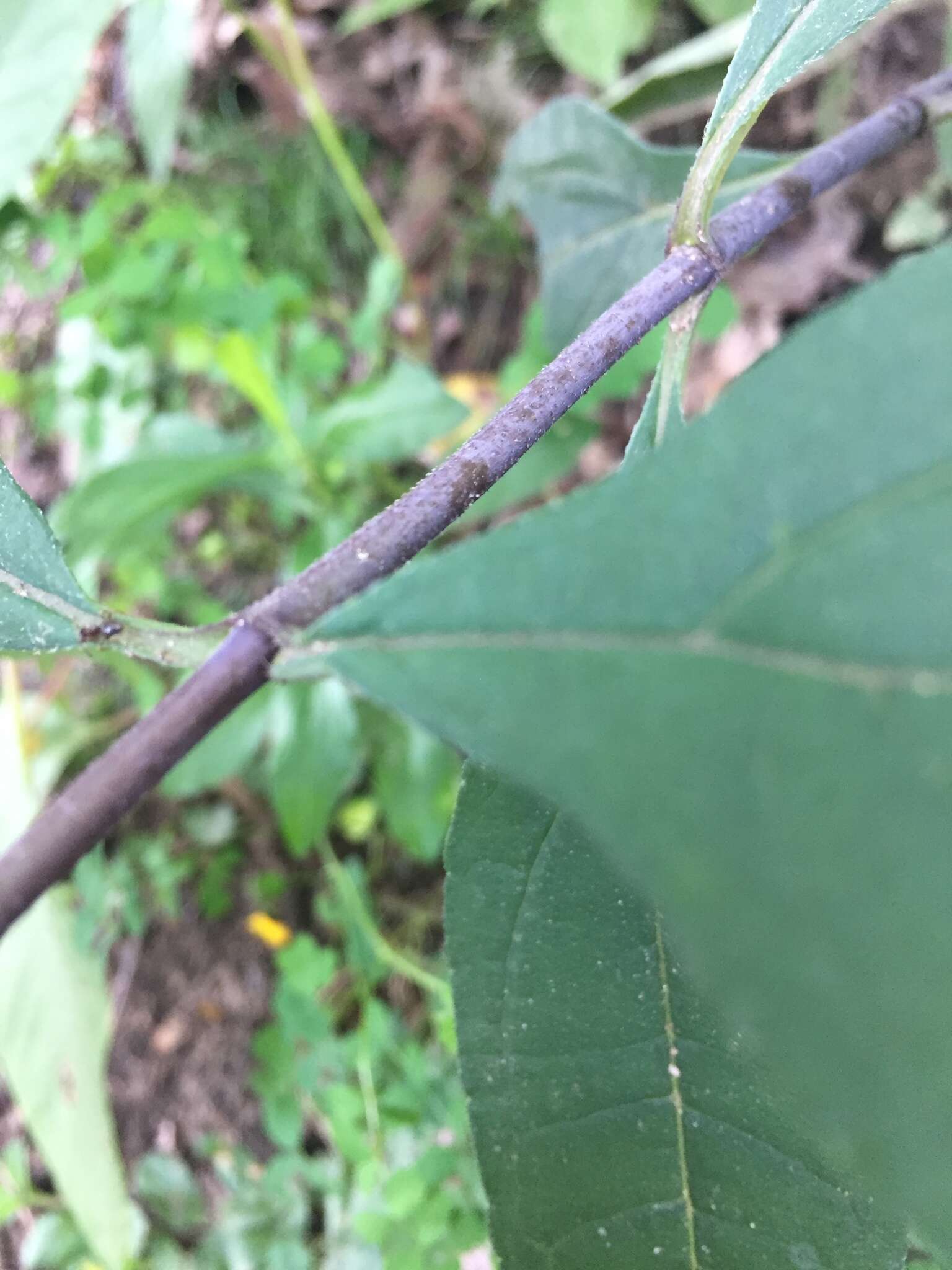 Imagem de Helianthus strumosus L.