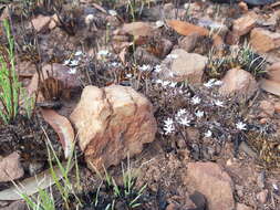 Image of Fusifilum depressum (Baker) U. Müll.-Doblies, J. S. Tang & D. Müll.-Doblies