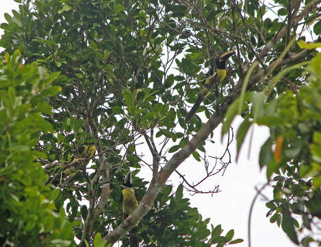 Image of Lettered Aracari