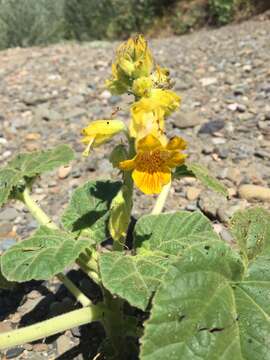 Image of yellow unicorn-plant