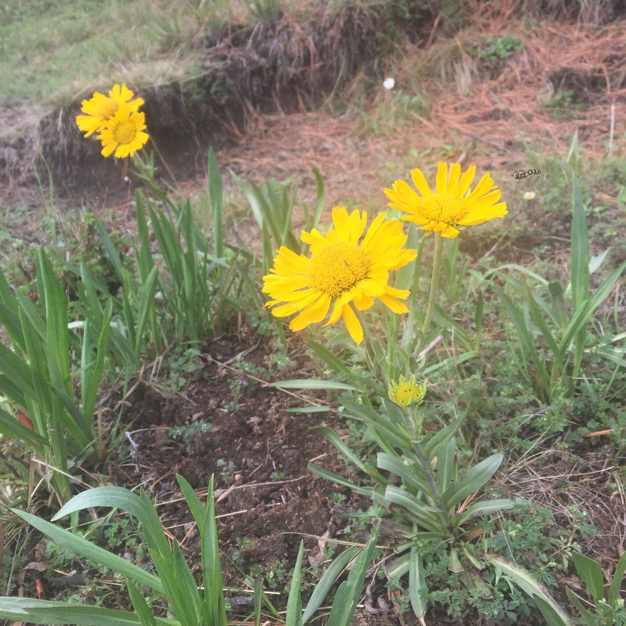 Plancia ëd Hymenoxys integrifolia (Kunth) M. W. Bierner