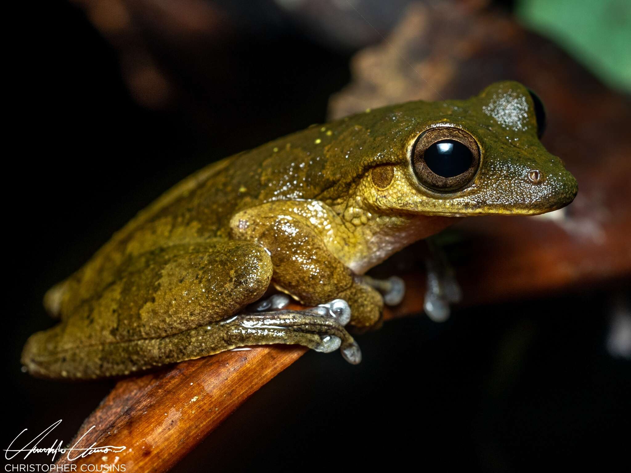 Smilisca sordida (Peters 1863)的圖片