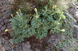 Слика од Ranunculus buchananii Hook. fil.