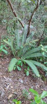 Image of Cycad