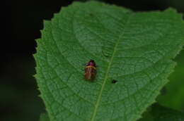 Imagem de Sphenorhina clarivenosa (Jacobi 1908)