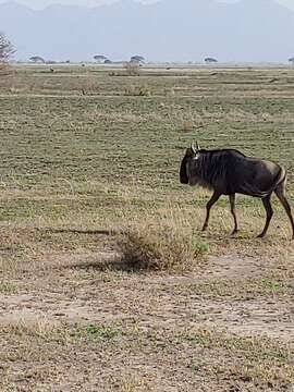 Image of Western white-bearded Wildebeest