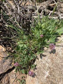 Слика од Trifolium parryi A. Gray