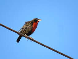 Image of White-browed Blackbird