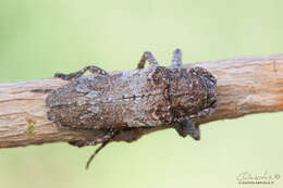 Niphona picticornis Mulsant 1839的图像