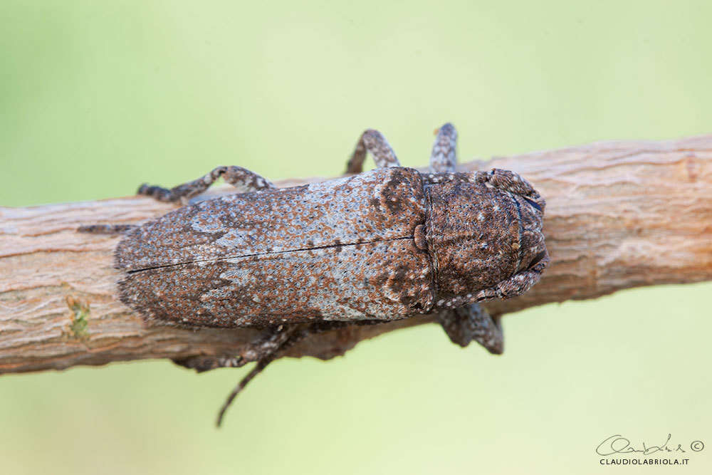 Niphona picticornis Mulsant 1839的图像