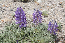 Image of Mono Lake lupine