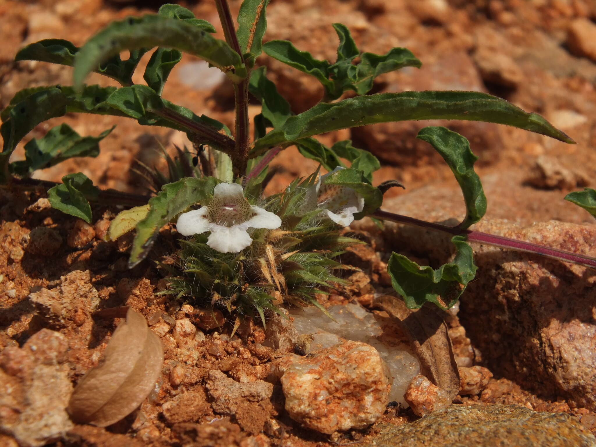 Image of Lepidagathis cristata Willd.