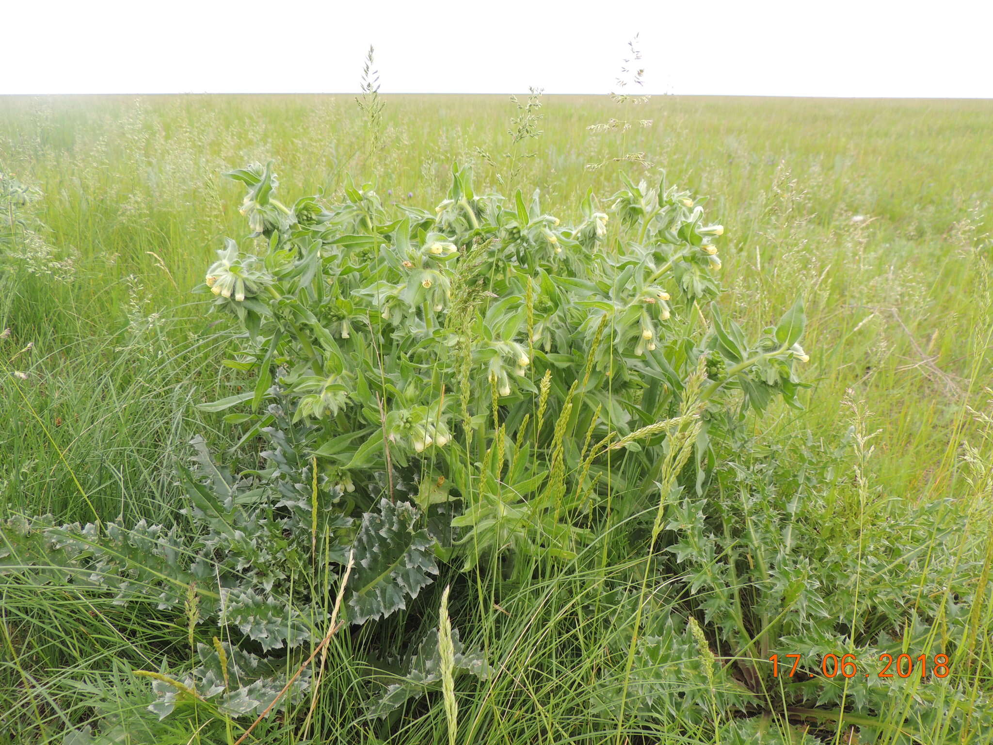 Image of <i>Onosma borysthenica</i>