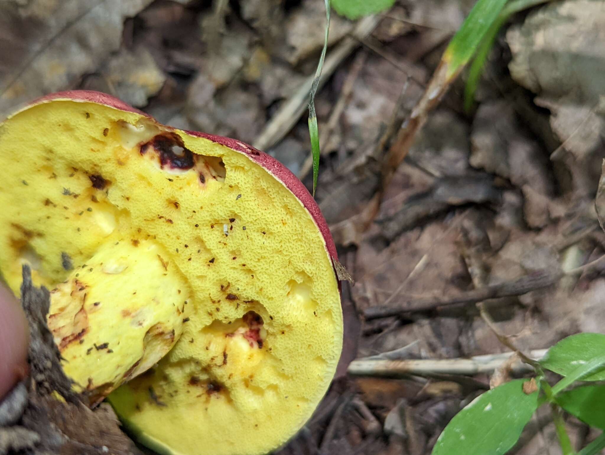 Image of Boletus roodyi B. Ortiz, D. P. Lewis & Both 2009