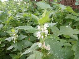 Image of Lamium moschatum Mill.