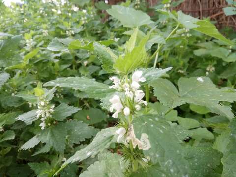 Слика од Lamium moschatum Mill.