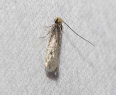 Image of case-bearing clothes moth