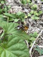 Philanthus triangulum diadema (Fabricius 1781)的圖片