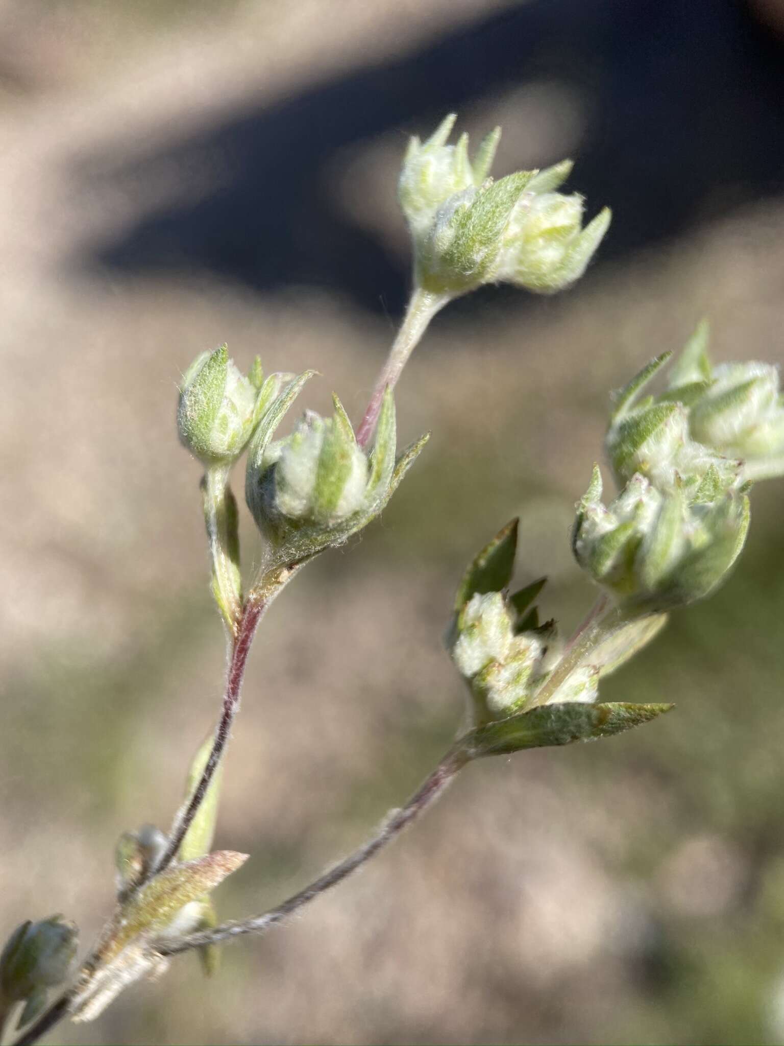 Image of baretwig neststraw