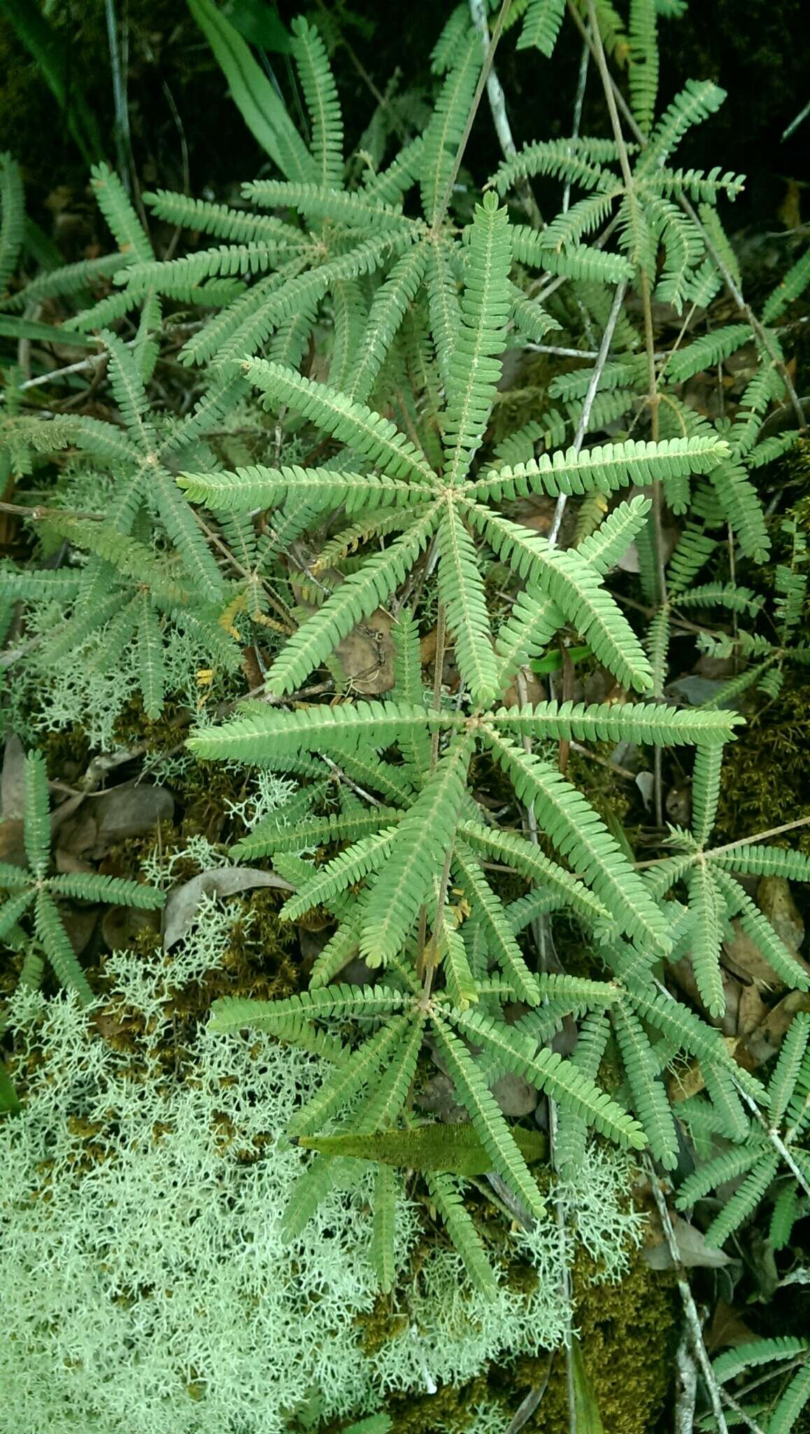 Sivun Biophytum aeschynomenifolia Guillaumin kuva