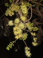 Image de Combretum albidum G. Don