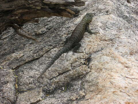 Image of Granite Spiny Lizard