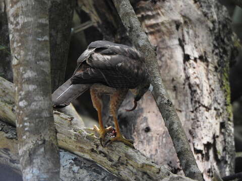 صورة Accipiter fasciatus natalis (Lister 1889)