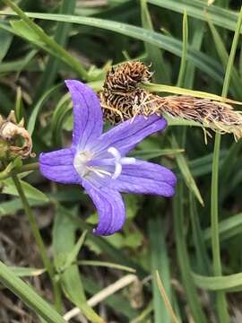 Image de Campanula wilkinsiana Greene