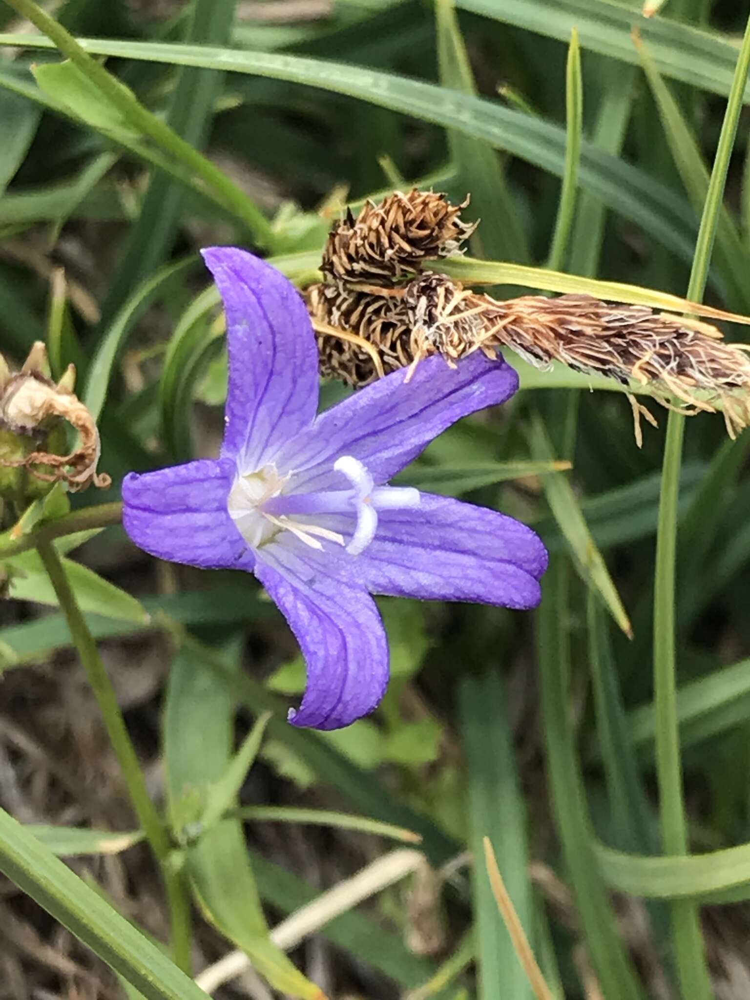 Image de Campanula wilkinsiana Greene