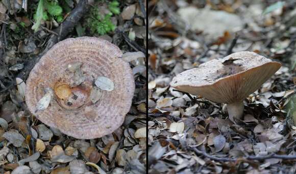 Image de Lactarius tawai McNabb 1971