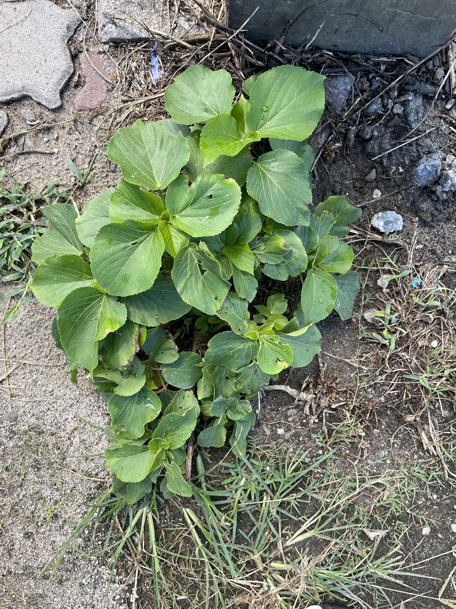 Image de Acalypha grandibracteata Merr.