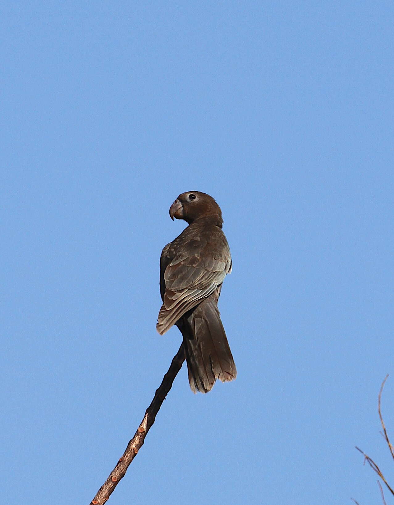 Image de Coracopsis Wagler 1832