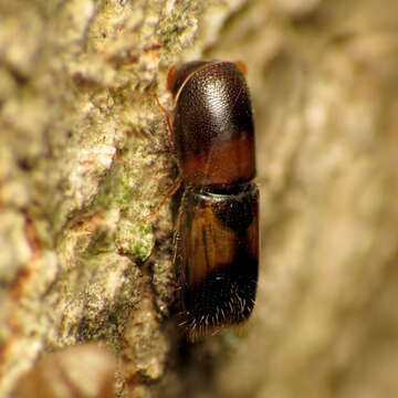 Image of Monarthrum fasciatum Wood & Bright 1992