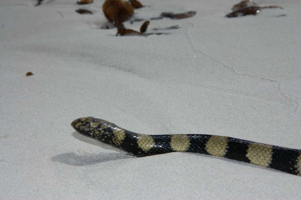 Image of Slender-necked Seasnake