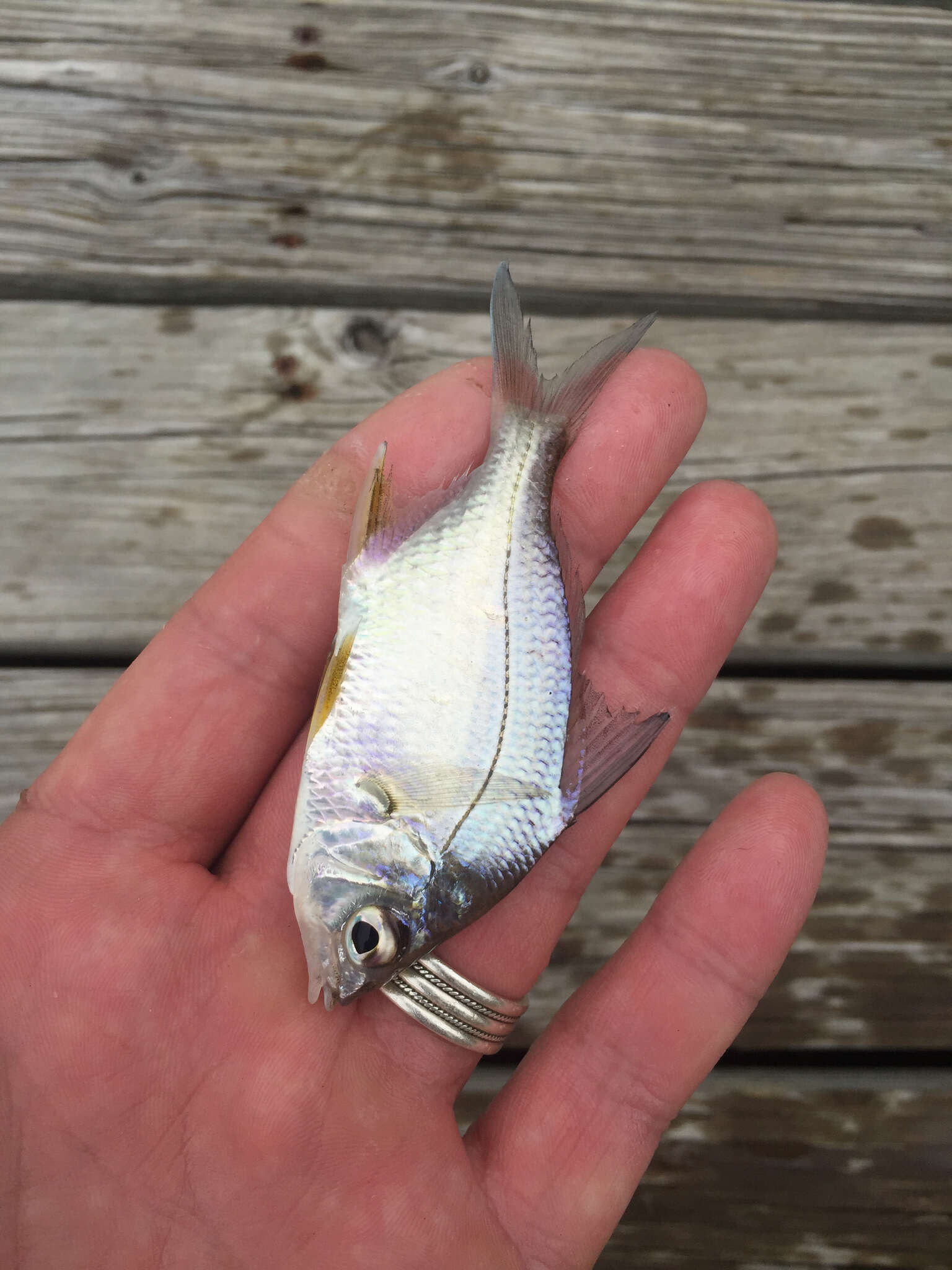 Image of Broad shad