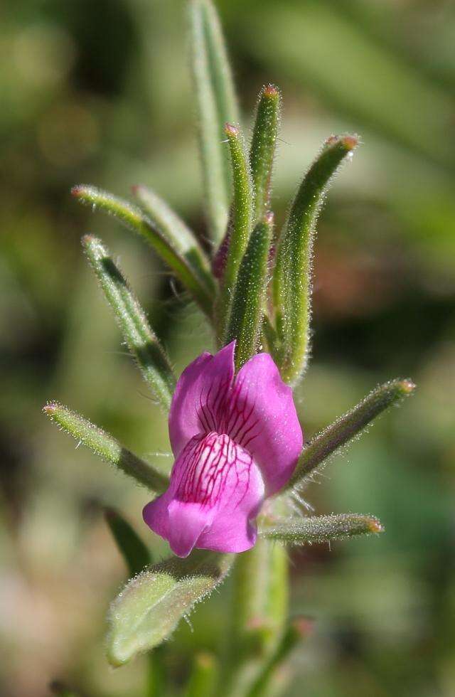 Image of Misopates orontium subsp. orontium