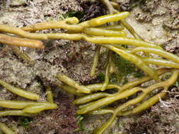 Image of Bifurcaria