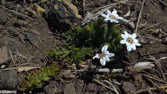 Leucheria millefolium Dusen & Skottsb. resmi