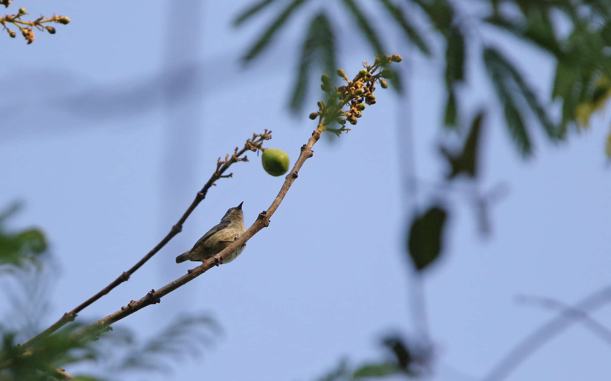 Image of Fire-breasted Flowerpecker