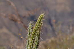 Corryocactus erectus (Backeb.) F. Ritter resmi