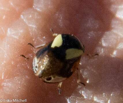 Image of Dogwood Spittlebug