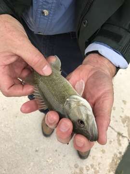 Micropterus treculii (Vaillant & Bocourt 1874) resmi