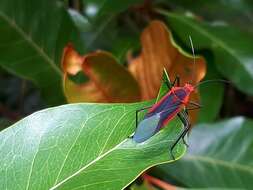 Leptocoris rufomarginatus (Fabricius 1794) resmi