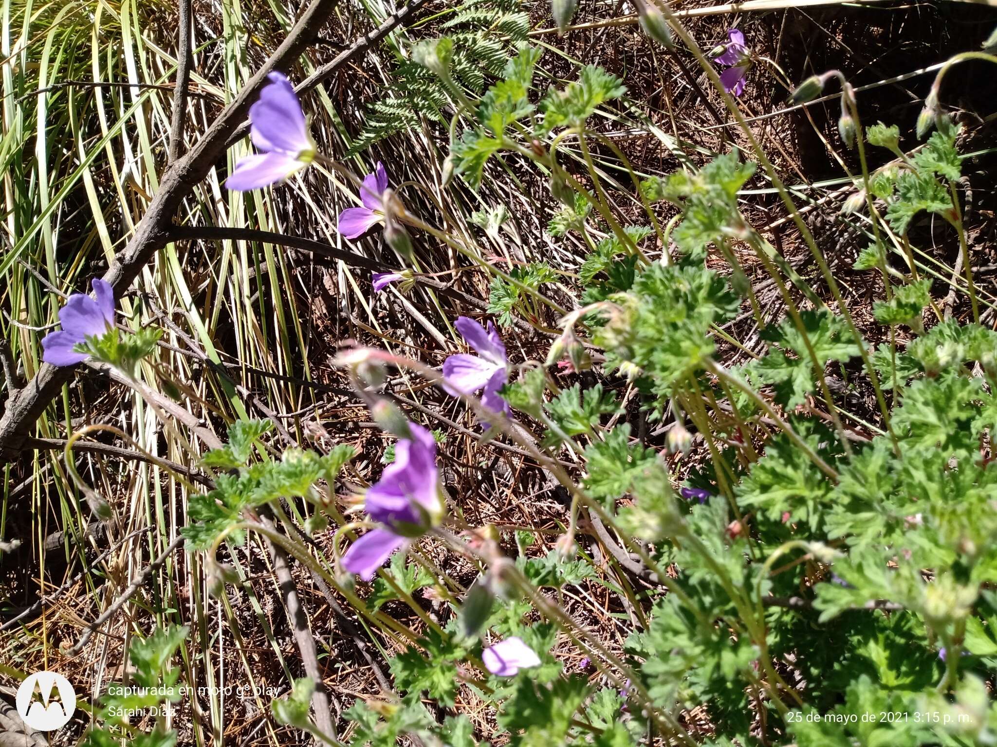 Image of Geranium schiedeanum Schltdl.